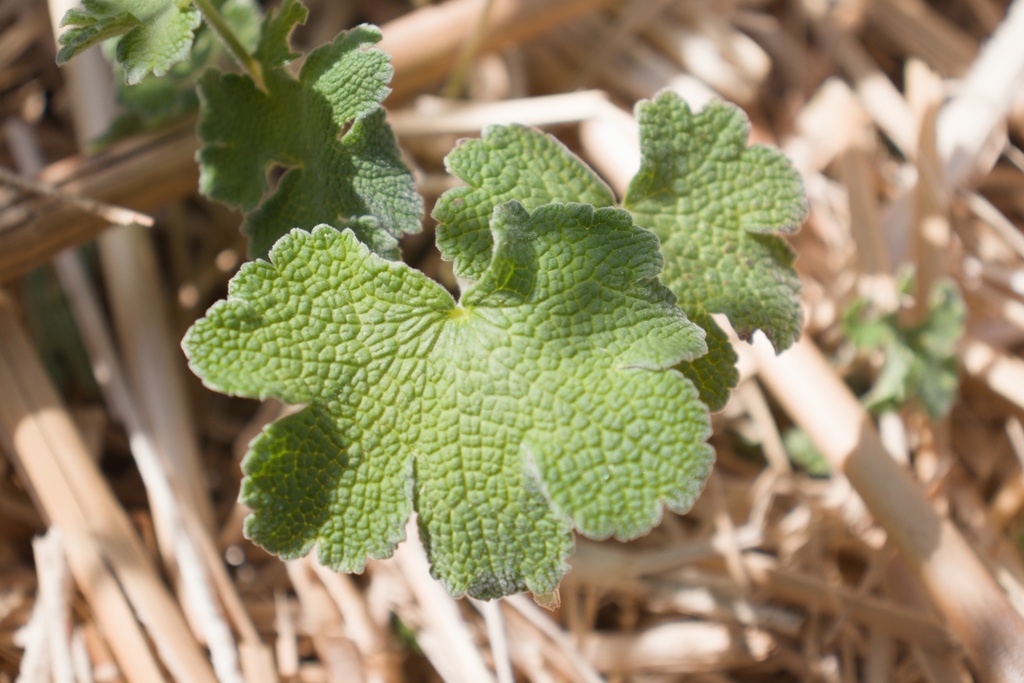 Geranium renardii - La Pépinière d'Agnens