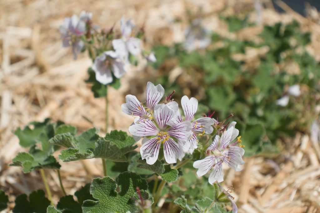 Geranium renardii - La Pépinière d'Agnens