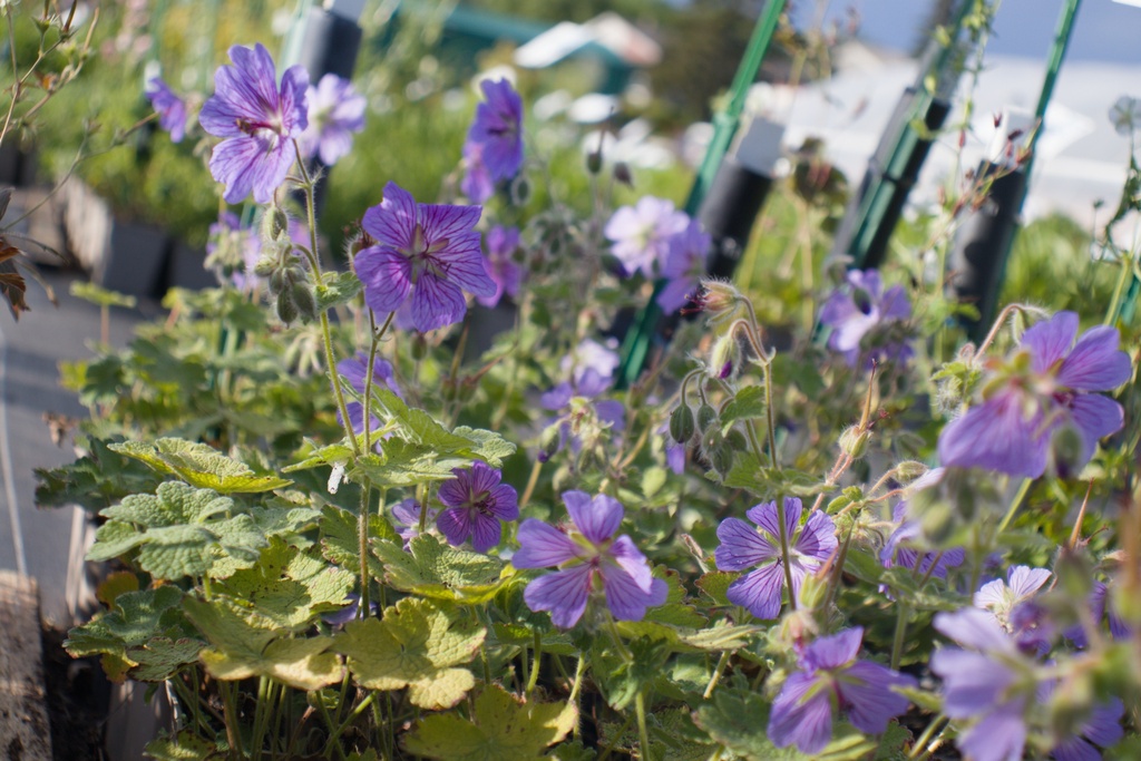 Geranium renardii 'Terre Franche' - La Pépinière d'Agnens