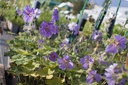 Geranium renardii 'Terre Franche' - La Pépinière d'Agnens