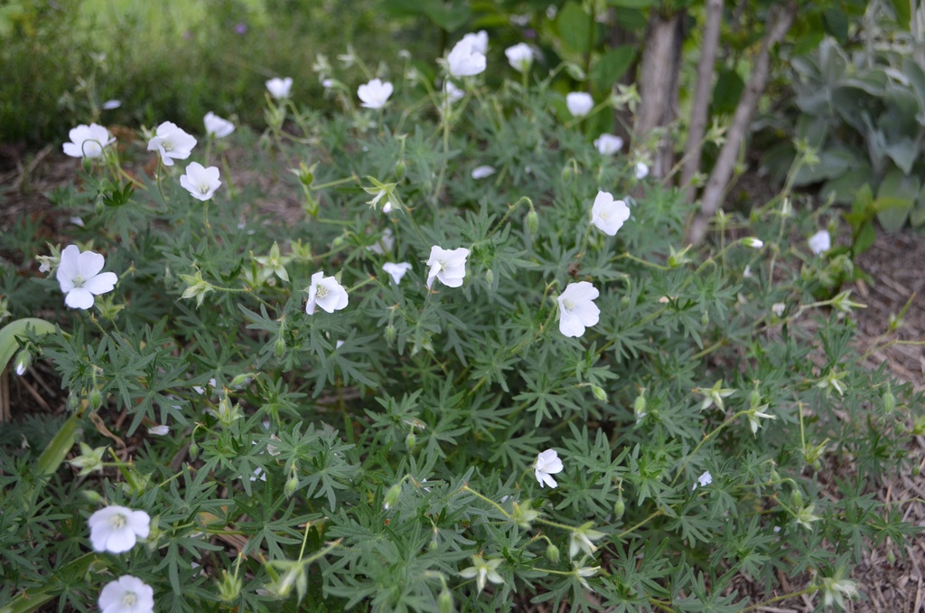 Geranium sanguineum 'Album' - La Pépinière d'Agnens