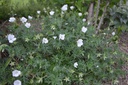 Geranium sanguineum 'Album' - La Pépinière d'Agnens