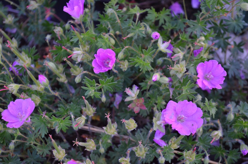 Geranium sanguineum 'Max Frei' - La Pépinière d'Agnens