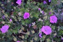 Geranium sanguineum 'Max Frei' - La Pépinière d'Agnens