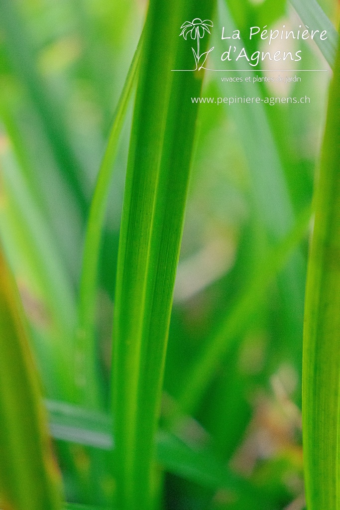 Carex morrowii 'Irish Green' - La pépinière d'Agnens