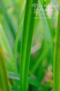 Carex morrowii 'Irish Green' - La pépinière d'Agnens