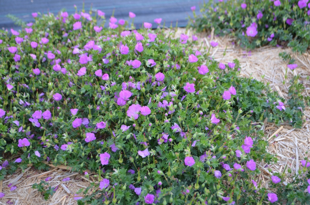 Geranium sanguineum 'Max Frei' - La Pépinière d'Agnens