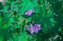 Geranium wlassovianum - La Pépinière d'Agnens