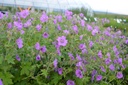 Geranium x gracilis 'Sirak' - La Pépinière d'Agnens