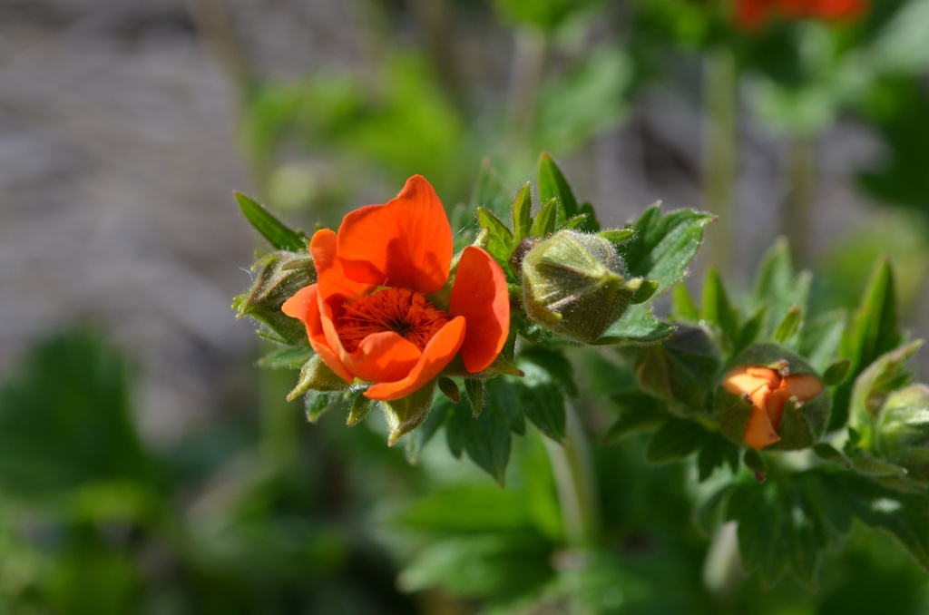 Geum coccineum 'Borisii' - La Pépinière d'Agnens