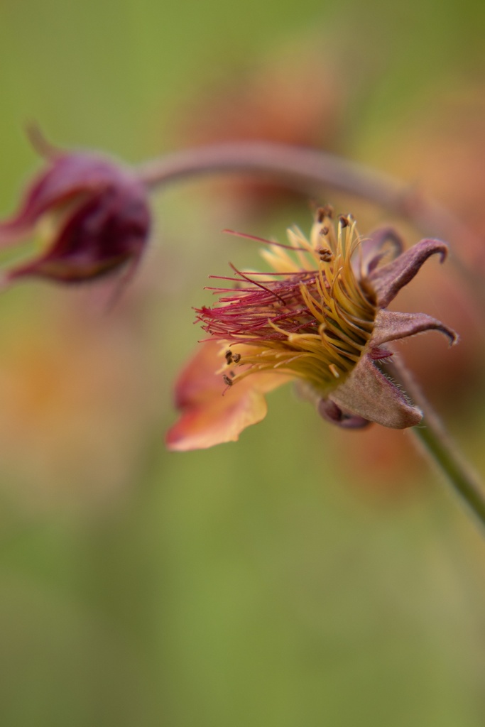 Geum hybride 'Alabama Slammer' - La Pépinière d'Agnens