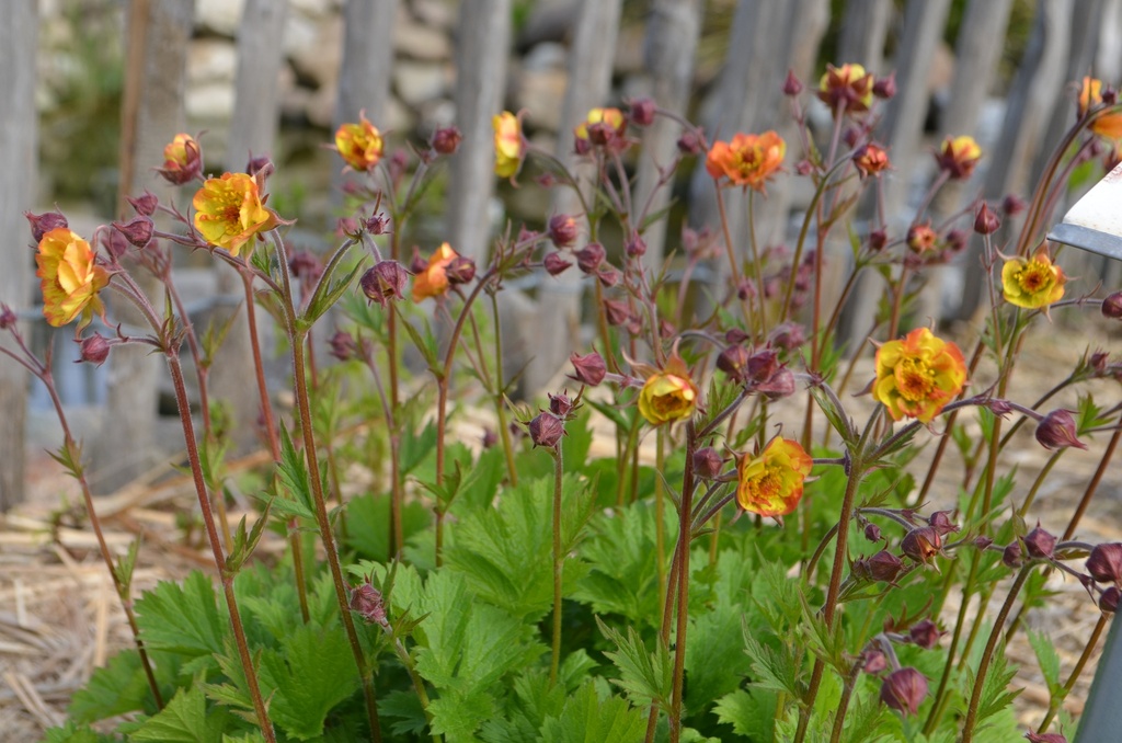 Geum hybride 'Alabama Slammer' - La Pépinière d'Agnens