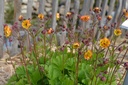 Geum hybride 'Alabama Slammer' - La Pépinière d'Agnens
