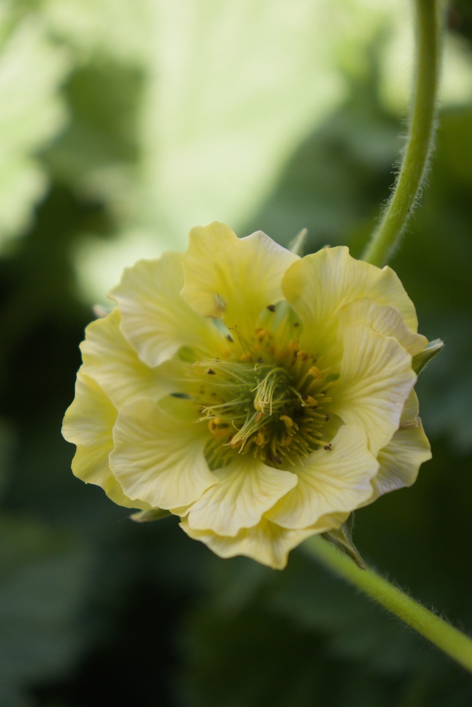 Geum hybride 'Banana Daikiri' - La Pépinière d'Agnens