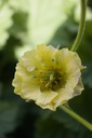 Geum hybride 'Banana Daikiri' - La Pépinière d'Agnens