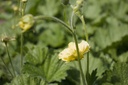 Geum hybride 'Banana Daikiri' - La Pépinière d'Agnens