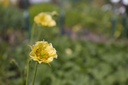 Geum hybride 'Banana Daikiri' - La Pépinière d'Agnens