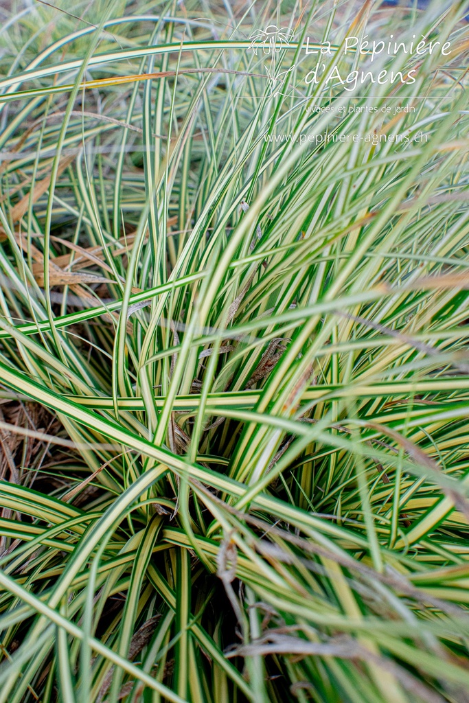 Carex oshimensis 'Evergold' - La pépinière d'Agnens
