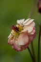 Geum hybride 'Mai Tai' - La Pépinière d'Agnens