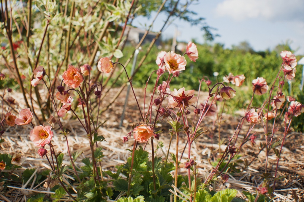 Geum hybride 'Mai Tai' - La Pépinière d'Agnens