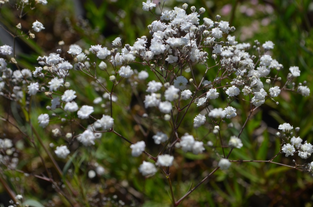 Gypsophila paniculata 'Bristol Fairy' - La Pépinière d'Agnens