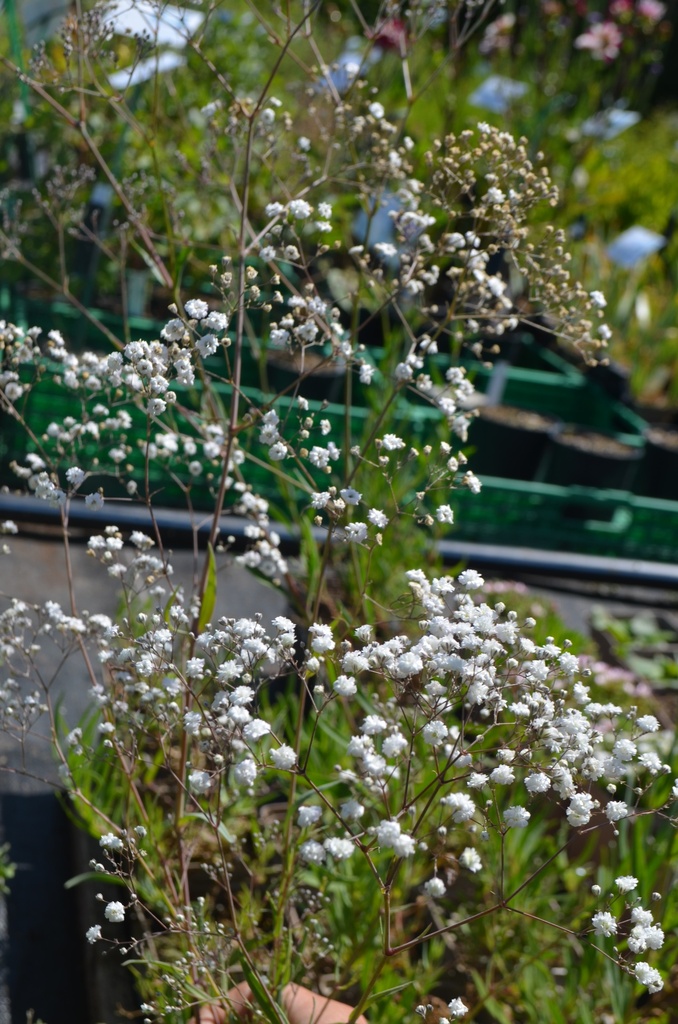 Gypsophila paniculata 'Bristol Fairy' - La Pépinière d'Agnens
