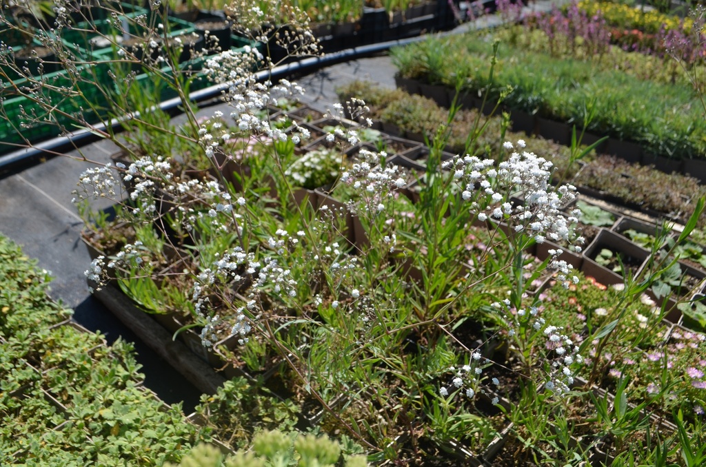 Gypsophila paniculata 'Bristol Fairy' - La Pépinière d'Agnens