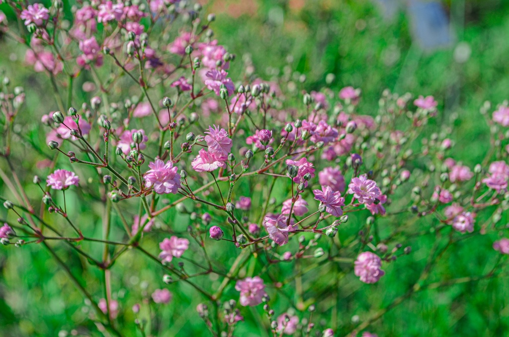 Gypsophila paniculata 'Flamingo' - La Pépinière d'Agnens