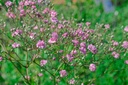 Gypsophila paniculata 'Flamingo' - La Pépinière d'Agnens
