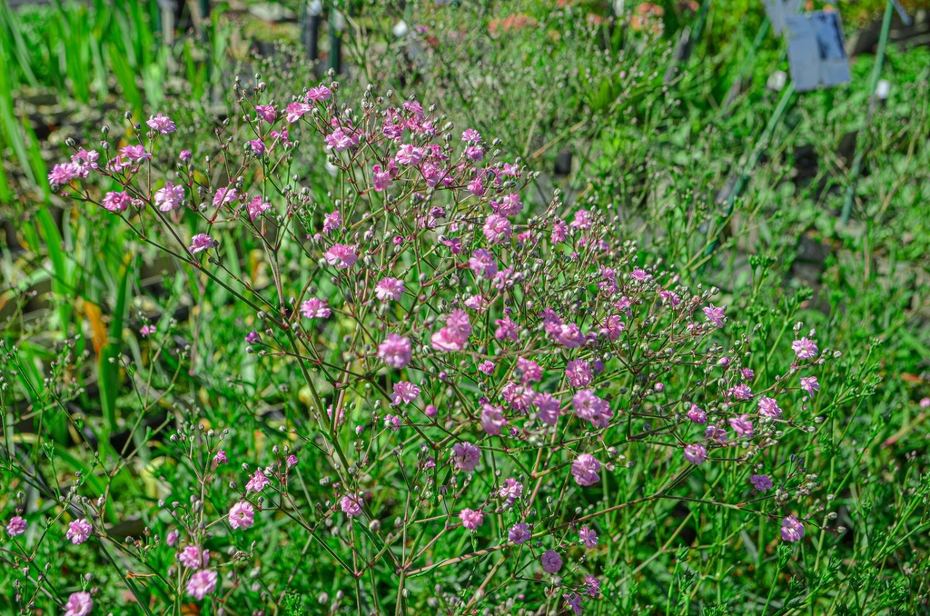 Gypsophila paniculata 'Flamingo' - La Pépinière d'Agnens