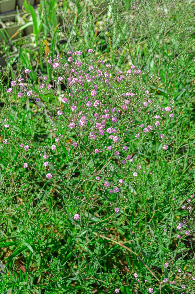Gypsophila paniculata 'Flamingo' - La Pépinière d'Agnens