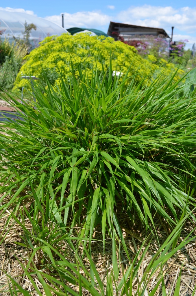 Hakonechloa macra - La Pépinière d'Agnens