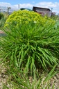 Hakonechloa macra - La Pépinière d'Agnens