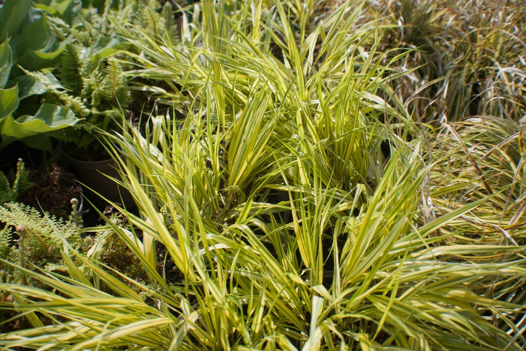 Hakonechloa macra 'Aureola' - La Pépinière d'Agnens