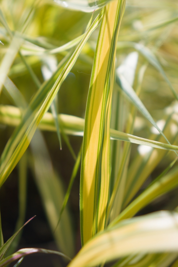 Hakonechloa macra 'Aureola' - La Pépinière d'Agnens