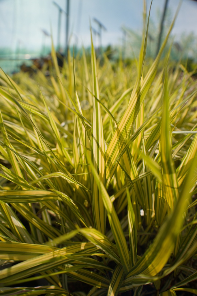 Hakonechloa macra 'Aureola' - La Pépinière d'Agnens