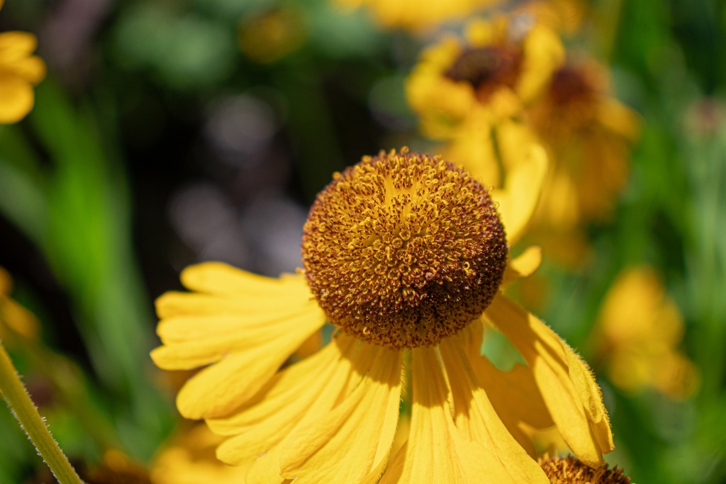 Helenium bigelovii 'The Bishop' - La Pépinière d'Agnens