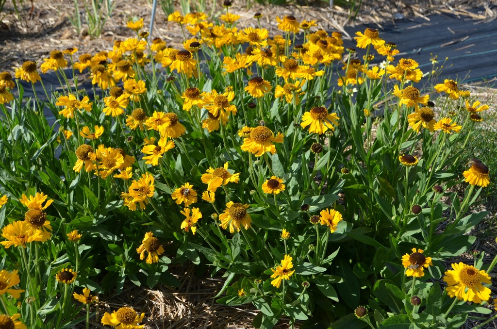 Helenium bigelovii 'The Bishop' - La Pépinière d'Agnens