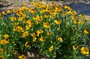Helenium bigelovii 'The Bishop' - La Pépinière d'Agnens