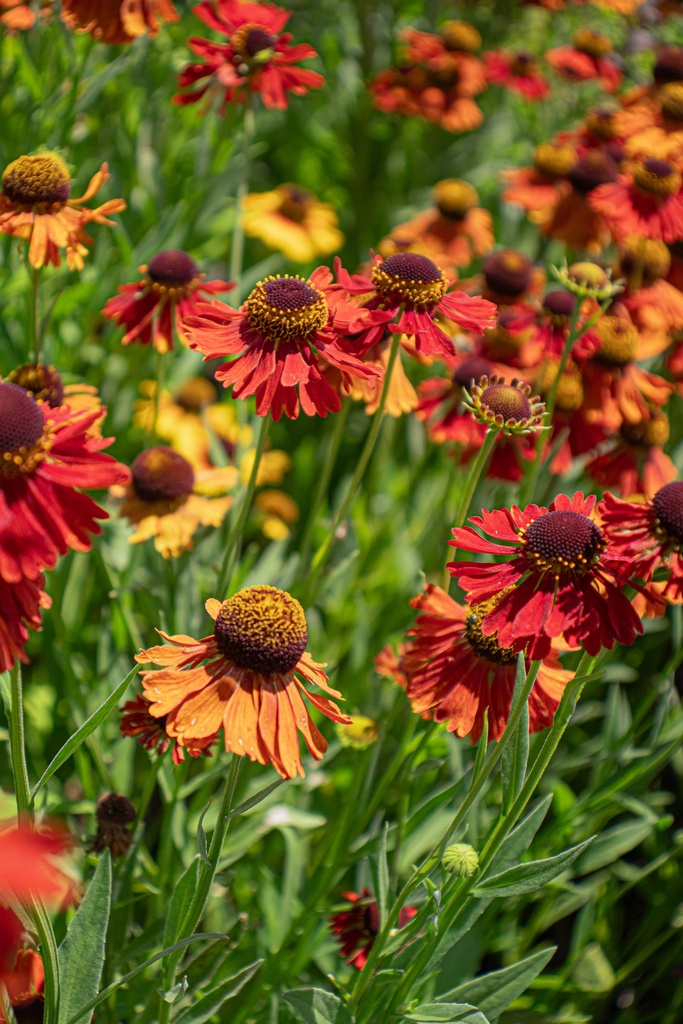 Helenium hybride 'Moerheim Beauty' - La Pépinière d'Agnens