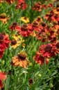 Helenium hybride 'Moerheim Beauty' - La Pépinière d'Agnens