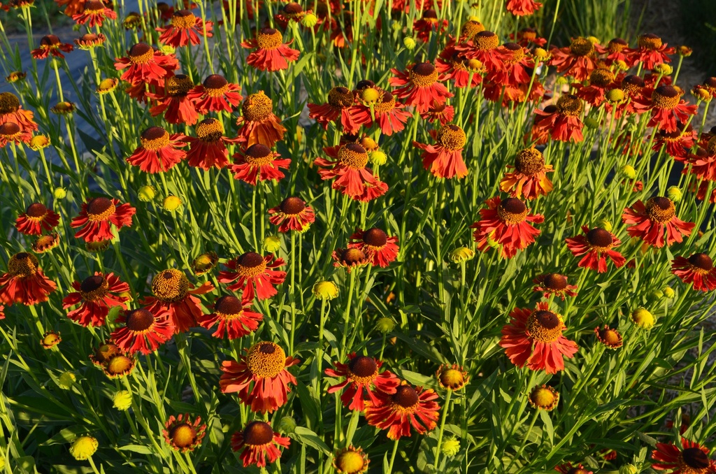 Helenium hybride 'Moerheim Beauty' - La Pépinière d'Agnens