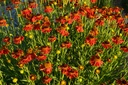 Helenium hybride 'Moerheim Beauty' - La Pépinière d'Agnens