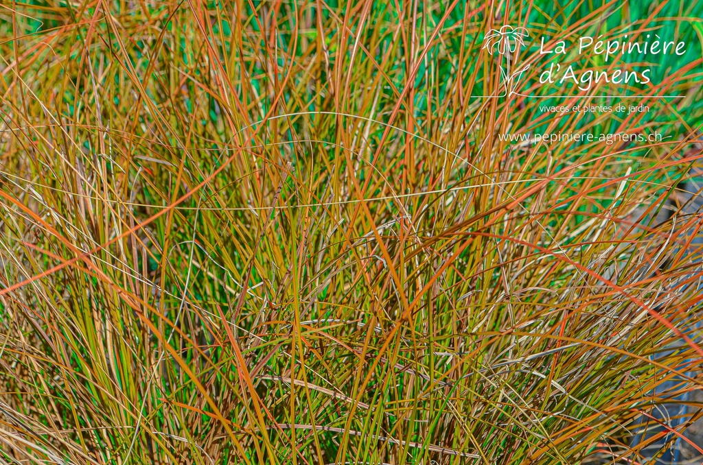 Carex testacea 'Prairie Fire' - La pépinière d'Agnens
