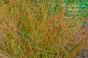 Carex testacea 'Prairie Fire' - La pépinière d'Agnens