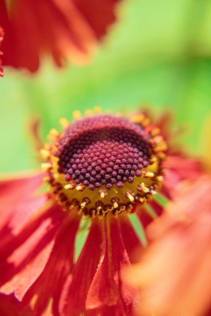 Helenium hybride 'Moerheim Beauty' - La Pépinière d'Agnens