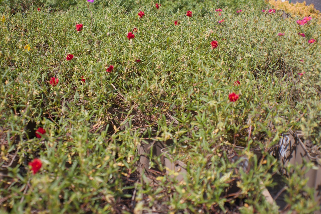Helianthemum hybride 'Amabile Plenum' - La Pépinière d'Agnens