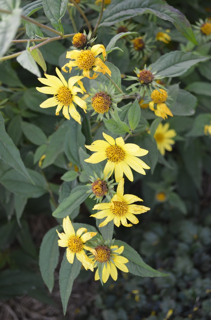 Helianthus microcephalus 'Lemon Queen' - La Pépinière d'Agnens