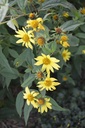 Helianthus microcephalus 'Lemon Queen' - La Pépinière d'Agnens
