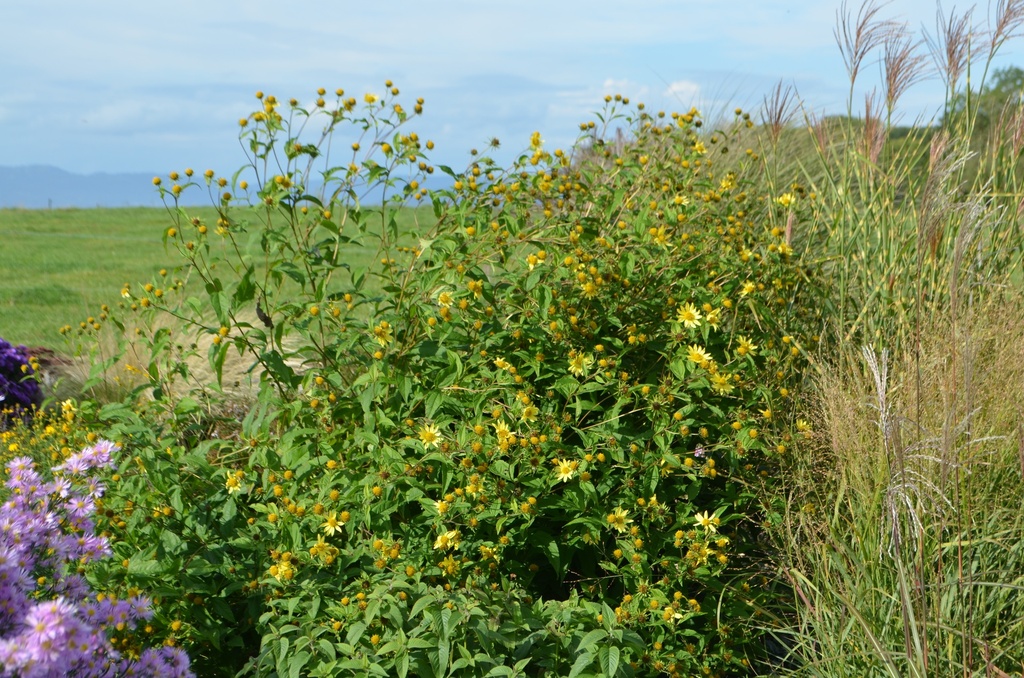 Helianthus microcephalus 'Lemon Queen' - La Pépinière d'Agnens